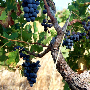 Location de 2CV pour une excursion vinicole à Pommard et Clos Vougeot