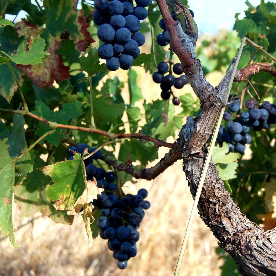 coffret cadeau location 2CV